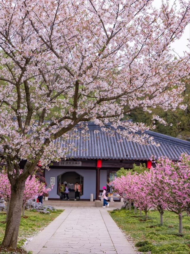 Three Kingdoms & Water Margin Town Cherry Blossom