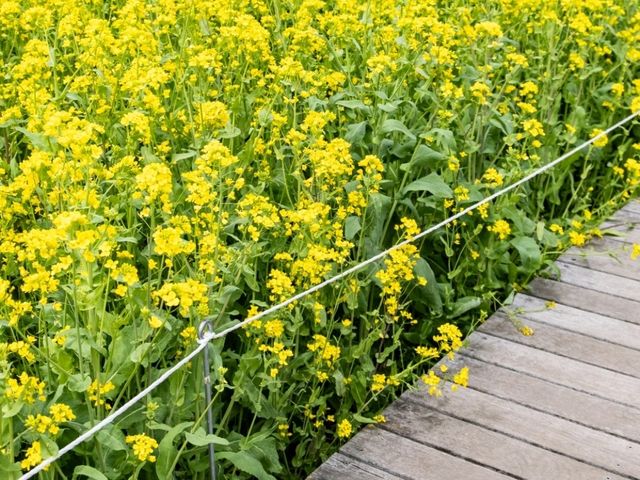 【埼玉県】桜と菜の花のコラボレーションを見るなら権現堂！