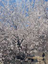 April Blooms | Nature’s Palette in Full 