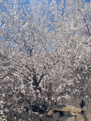 April Blooms | Nature’s Palette in Full 