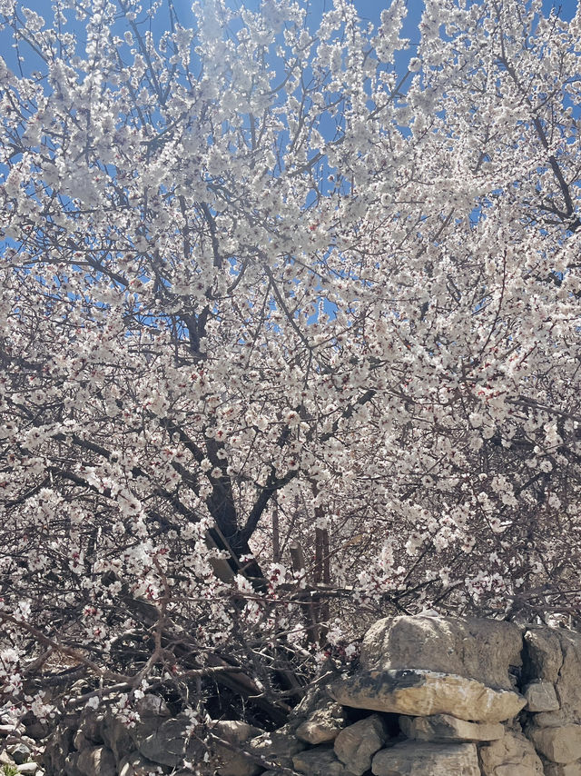 April Blooms | Nature’s Palette in Full 