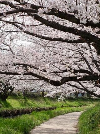 Motoarakawa River Cherry Blossoms– Saitama’s 4KM Floral Promenade