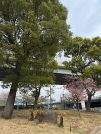 東京｜牛嶋神社的櫻花魅力