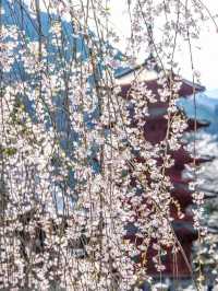 Minobusan Kuon-ji Temple: April Cherry Blossom Pilgrimage Guide