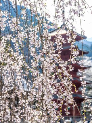 Minobusan Kuon-ji Temple: April Cherry Blossom Pilgrimage Guide