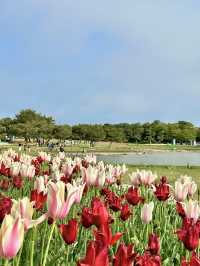 🩵日本福岡藍色花海🩵