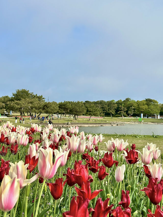 🩵日本福岡藍色花海🩵