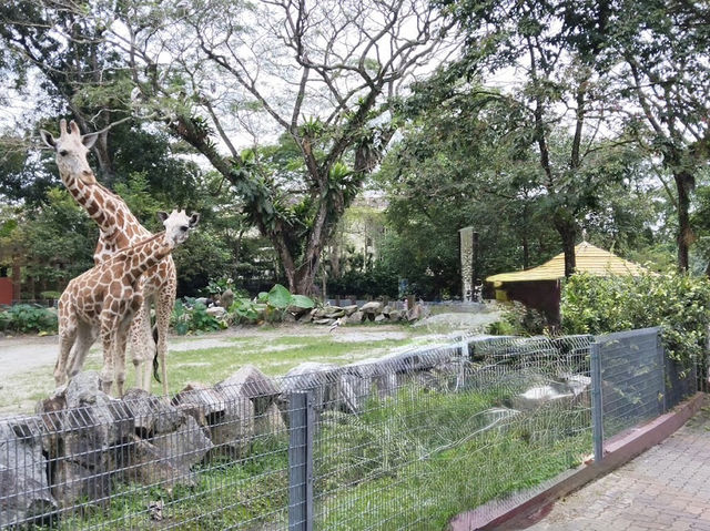 🐼 Wild Moments, Tamed Memories 🌏🦓