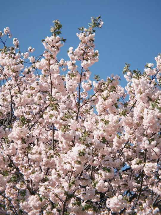 東京 新宿御苑 賞櫻好方便 🌸