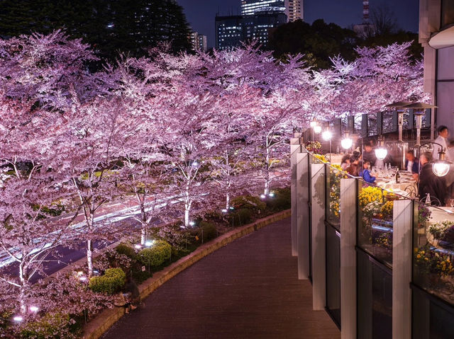 🌟 City Lights & Sakura Dreams: Spring Chillin’ at Midtown Garden! 🌸✨