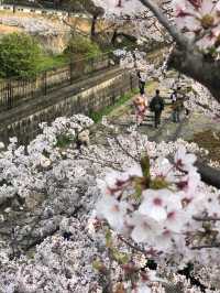 Kansai has the best Sakura 🌸 
