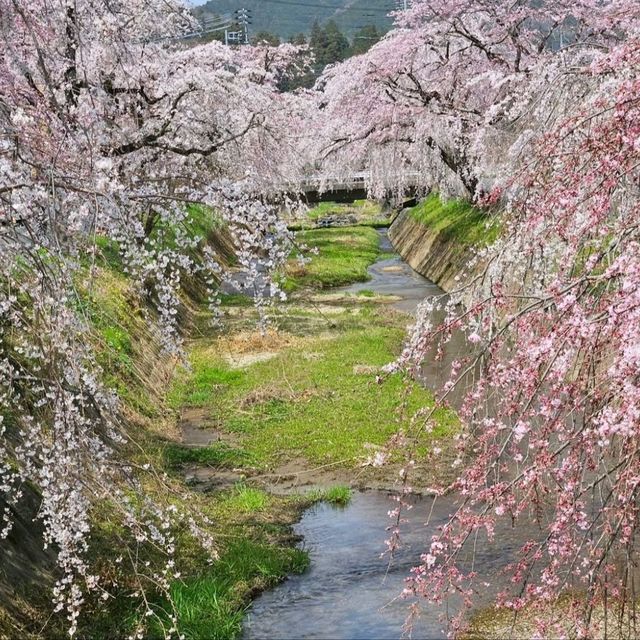 花の波が押し寄せるような景色