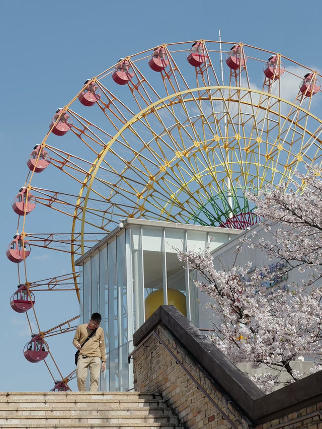 Kobe Cherry Blossoms Full Bloom... I’m Obsessed! 🌸✨
