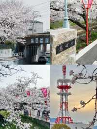I Thought Saho River’s Cherry Blossoms Were the Prettiest… Until I Found…