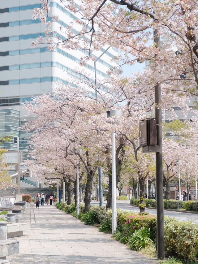 Yokohama Sakura: A Spring Blossom Experience