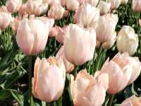 Cycling around scenic Zijpe flower fields mid April