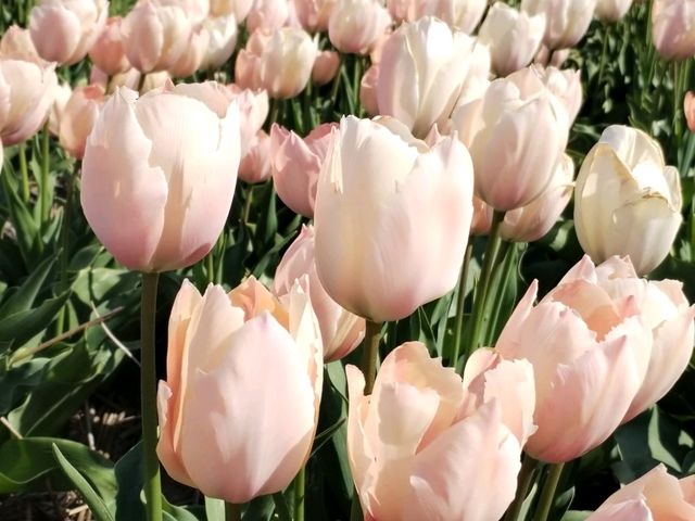 Cycling around scenic Zijpe flower fields mid April