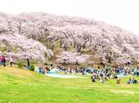 Negishi Forest Park in Cherry Blossom Season: A Hidden Gem in Yokohama