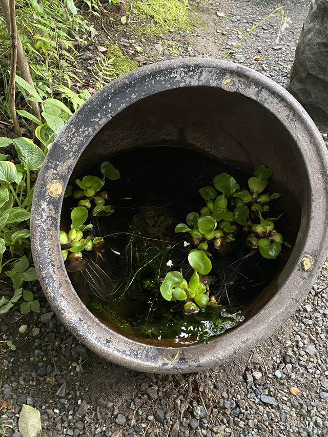天然氷の名店「阿左美冷蔵 金崎本店」—秩父・長瀞で味わう極上のかき氷体験
