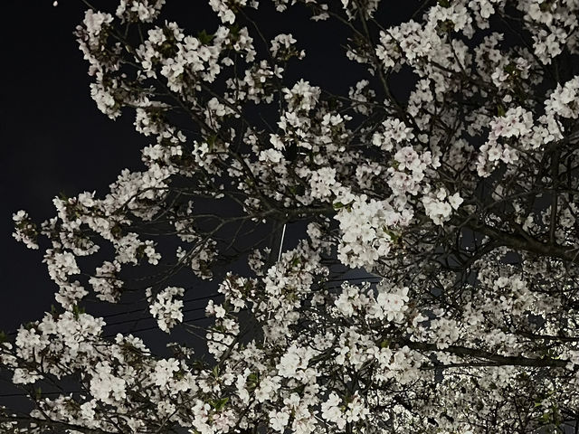 四月來首爾體驗櫻吹雪🌸