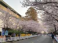 Jiming Temple Cherry Blossoms- Nanjing’s Most Sacred Sakura Spot