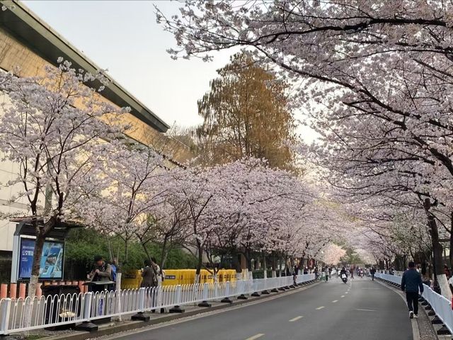 Jiming Temple Cherry Blossoms- Nanjing’s Most Sacred Sakura Spot