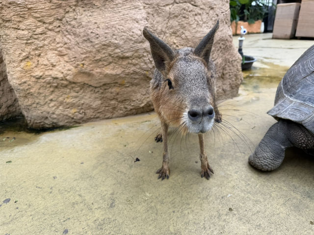 Attractions to visit in Lanyang Animal and Plant Kingdom