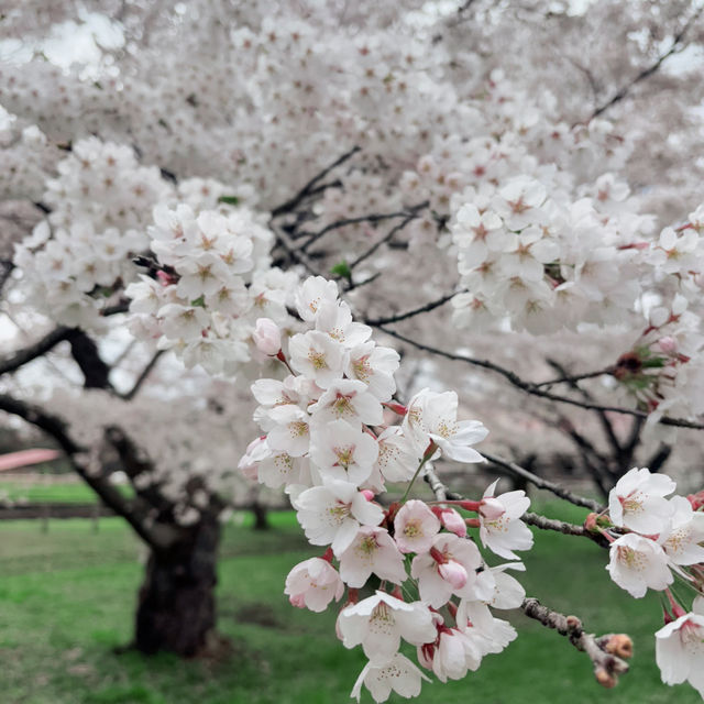 Sakura at Kamimaru Cow Shed