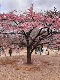 “The First Bloom of Spring: Kawazu’s River of Pink”