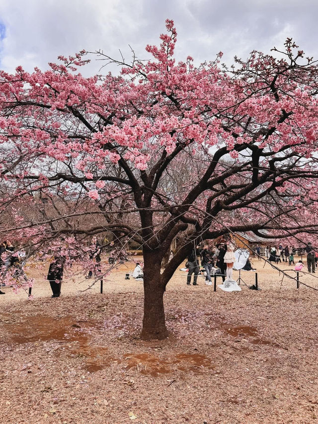 “The First Bloom of Spring: Kawazu’s River of Pink”