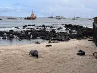 【サンクリストバル島】鳴き声に包まれるアシカの楽園と、旅の締めにふさわしい心地よさ。