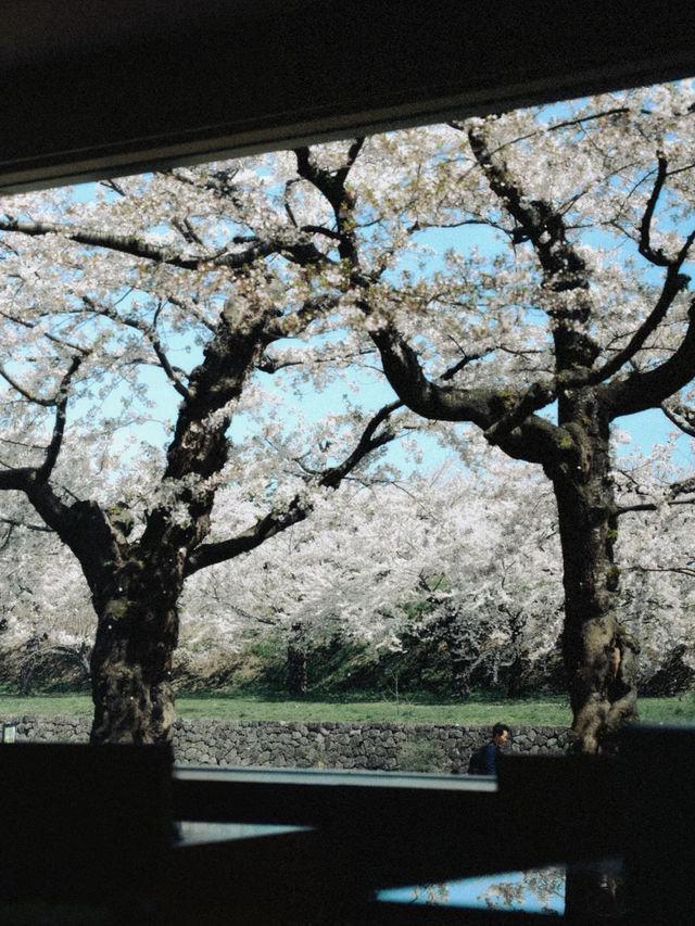 🌸 Hakodate | Why Did No One Tell Me It Was This Beautiful?! 🌸