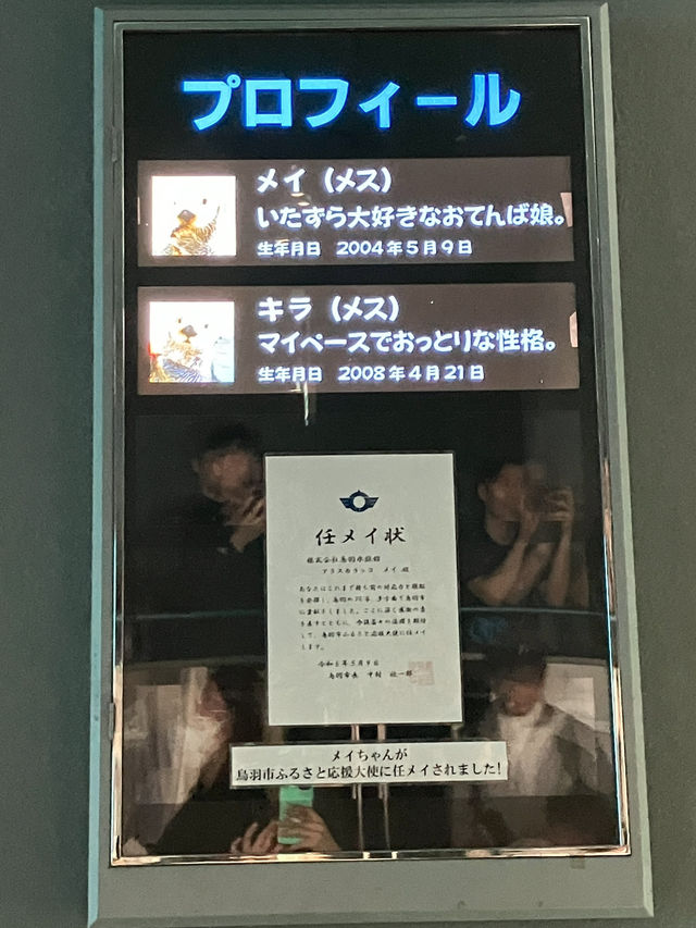 日本ではここにしかいないラッコ　鳥羽水族館