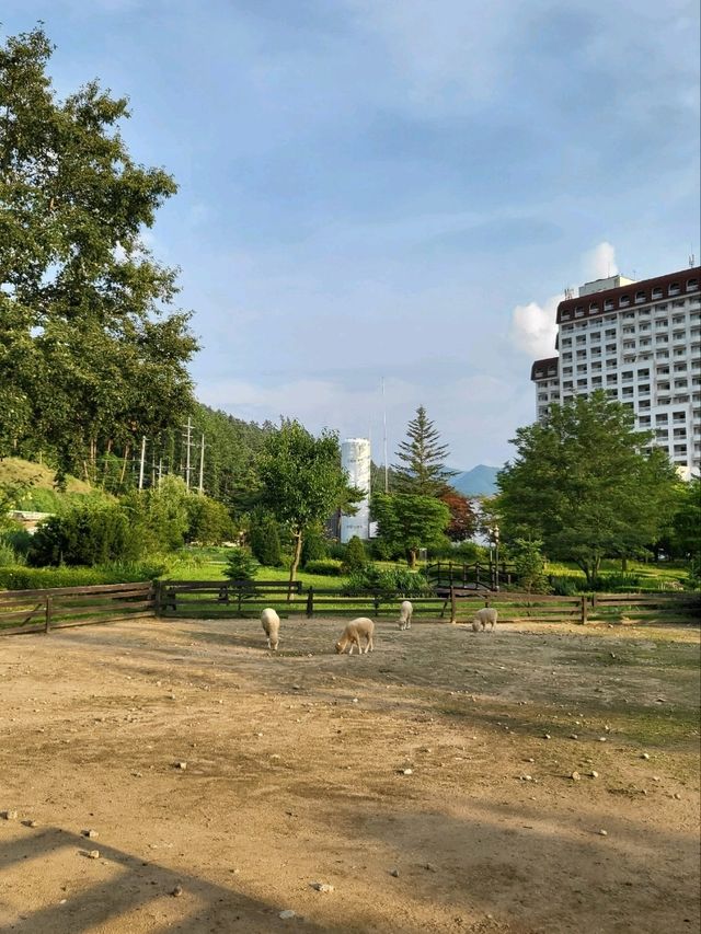 올여름 역대급 야외풀을 만나는 평창호텔