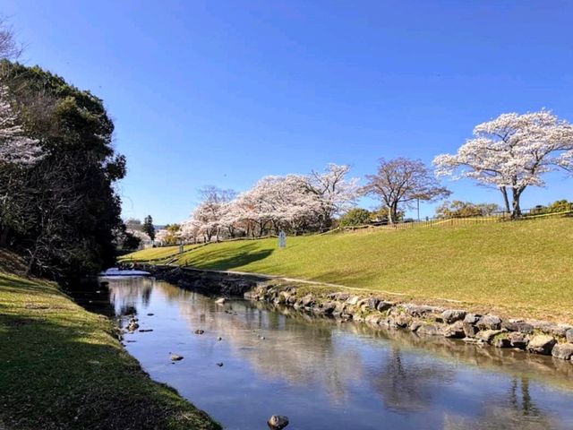寶池公園櫻之林，京都本地人熱門的賞櫻景點