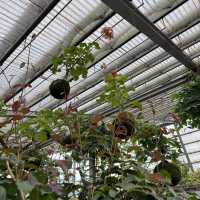 Botanical Beauty at Rumah Atsiri