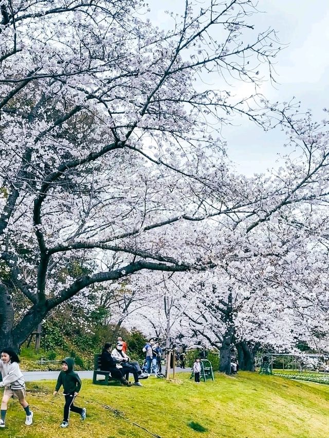 Flower Wonderland