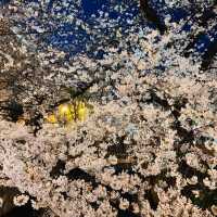 高瀨川夜櫻及名古屋西原咖啡廳果然名不虛傳