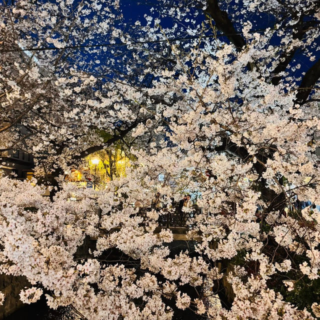高瀨川夜櫻及名古屋西原咖啡廳果然名不虛傳