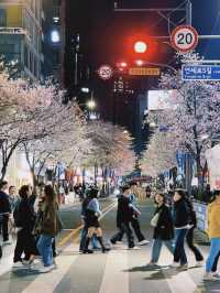 🌸Busan Diary | A Romantic Encounter Between Miss Cherry Blossom and Mr. Ocean🌊