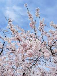 2025五月北海道獨遊追櫻之旅🌸 - 第二彈