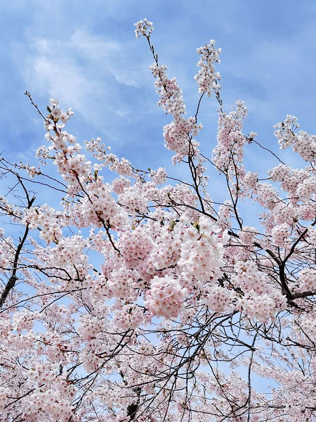 2025五月北海道獨遊追櫻之旅🌸 - 第二彈