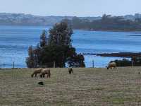 🌿 Churchill Island Weekend Escape: Cows, Lavender & Island Serenity