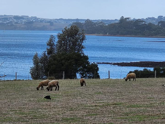 🌿 Churchill Island Weekend Escape: Cows, Lavender & Island Serenity