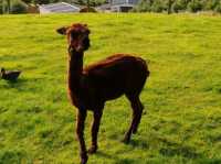 #愛歌頓農場Agrodome Farm-紐西蘭羅託魯亞
