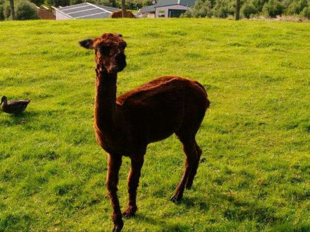 #愛歌頓農場Agrodome Farm-紐西蘭羅託魯亞