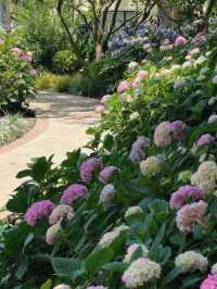 💐 City Center Hydrangea Garden Walk 