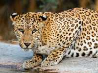 Ranthambore Tiger Reserve