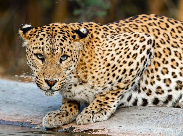 Ranthambore Tiger Reserve