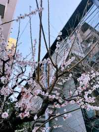 Tokyo sakura